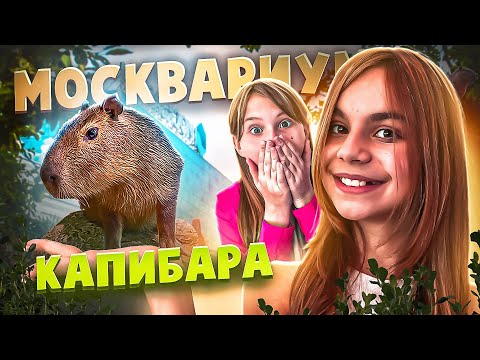 Видео: КАПИБАРА в Москвариуме - самый большой и мемный грызун в мире!