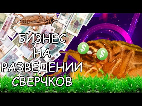 Видео: БИЗНЕС НА СВЕРЧКАХ. КАК ЗАРАБОТАТЬ НА РАЗВЕДЕНИИ СВЕРЧКОВ