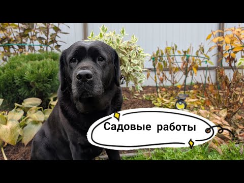 Видео: 11 октября 2025 г.Обрезка гортензий/Розы - подготовка к зиме/Болталка