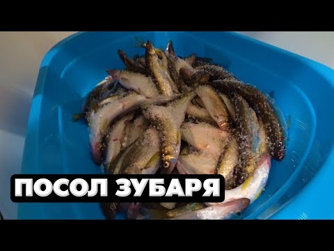 Видео: Поймать и посолить зубаря, как я солю корюшку, Сахалин рыбалка