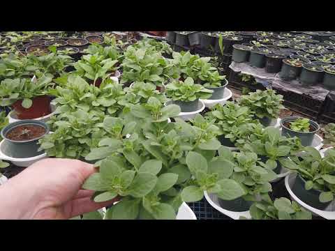 Видео: Заставляю ПЕТУНИЮ ЦВЕСТИ Быстрее.