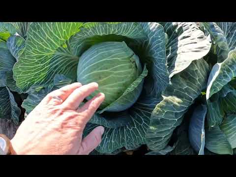 Видео: Килоустойчивый гибрид белокочанной капусты Киластоп F1 селекция Монахоса Г. Ф.  и Киластор F1 SG.