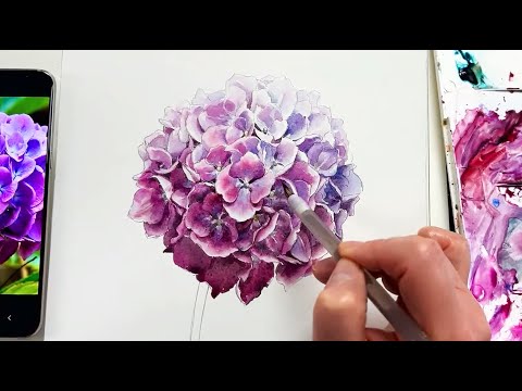 Видео: Как нарисовать гортензию акварелью. Мастер-класс.