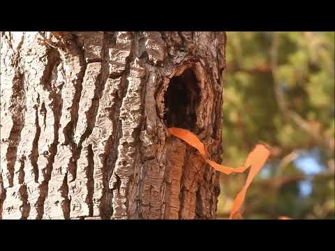 Видео: Осень 2025