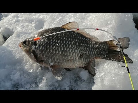 Видео: Боковой кивок зимой вблизи коряг. Ловля КРУПНОГО КАРАСЯ