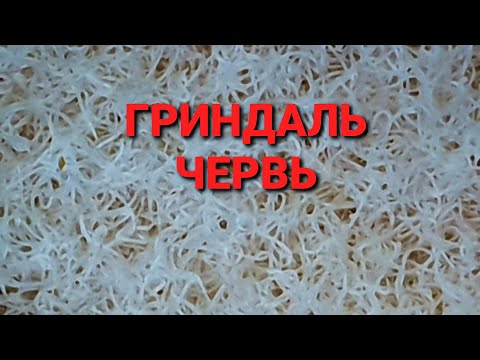 Видео: КОРМ ДЛЯ МАЛЬКА И ВЗРОСЛОЙ РЫБКИ! Гриндальский червь! От А до Я! Часть 3!