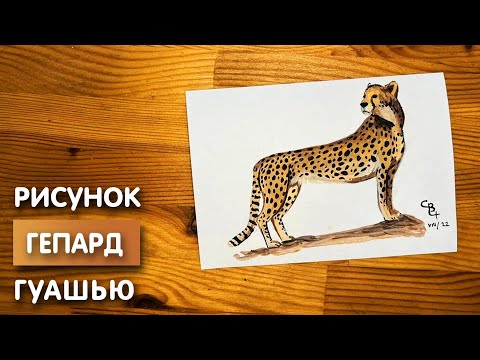 Видео: Как нарисовать гепарда карандашом и гуашью для детей | Рисунок поэтапно для срисовки