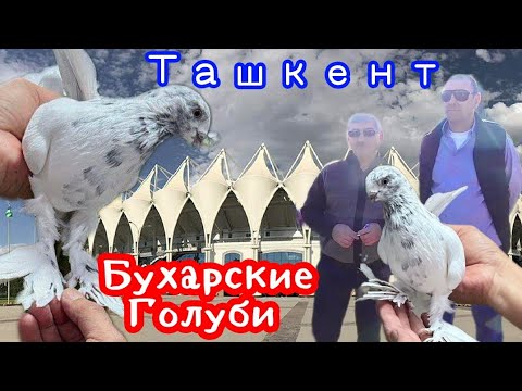 Видео: Голуби Ака Фазлиддина,Бухарские Голуби,г.Ташкент Pigeons!!!