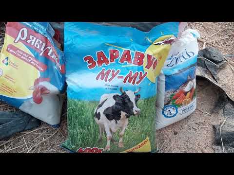 Видео: Если Вы только купили коз, что делать?