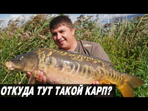 Видео: НОВЫЙ ДИКАРЬ УДИВИЛ! Реакция дикого карпа на бойлы, зерно и орех.