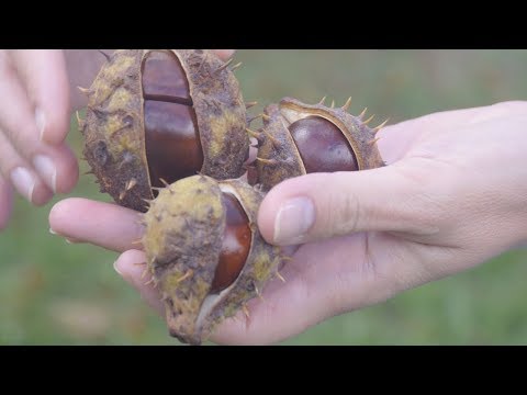 Видео: Каштан конский