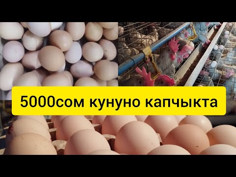 Видео: 1000 тоок пайдасы#тоок#куры#птицеводство#жумуртка#несушка#тоокбазар#тоокферма