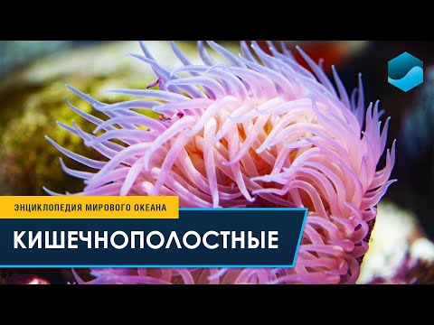 Видео: Кишечнополостные – Энциклопедия Мирового океана