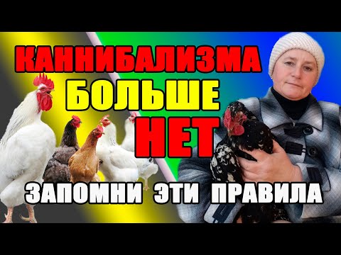Видео: Как избавиться от КАННИБАЛИЗМА у кур.