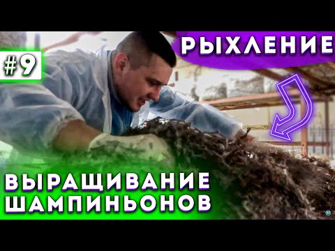Видео: #9 Бизнес В Гараже | Рыхление Компоста | Выращивание Шампиньонов