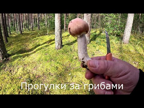 Видео: Прогулки за грибами | Цыганки отошли, а в нашем лесу появились позже.