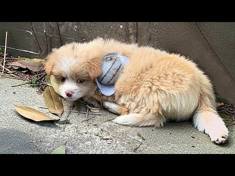 Видео: Щенок в шлейке лежал без сил на земле, брошенный хозяином за непородистость