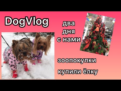Видео: DogVlog: ДВА ДНЯ С НАМИ / ЗООПОКУПКИ / КУПИЛИ ЕЛКУ / ЗООМАГАЗИНЫ В КИЕВЕ