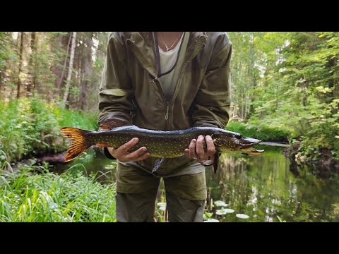 Видео: ХОРОШИЙ КЛЁВ ЩУКИ! Рыбалка на лесной речке со спиннингом.