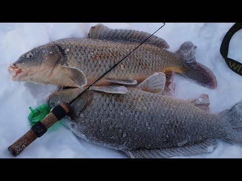 Видео: Вот это РЫБАЛКА! Я в шоке!!! САЗАН,ЛЕЩ,СУДАК,ОКУНЬ! зимой на балансир и комбайны(СПУСКНИКИ)