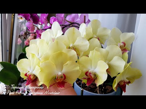 Видео: ОБИЛЬНОЕ и ШИКАРНОЕ цветение моих ОРХИДЕИ /часть 1/ орхидея orchid фаленопсис phalaenopsis orchids