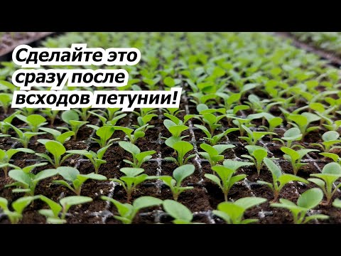 Видео: Сделайте это сразу после всходов петунии! Выращиваем крепкую рассаду.