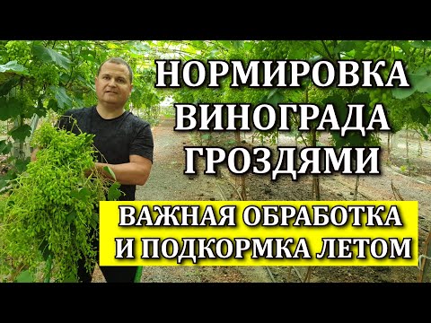 Видео: ВАЖНАЯ ОБРАБОТКА И ПОДКОРМКА ЛЕТОМ. НОРМИРОВКА ВИНОГРАДА ГРОЗДЯМИ