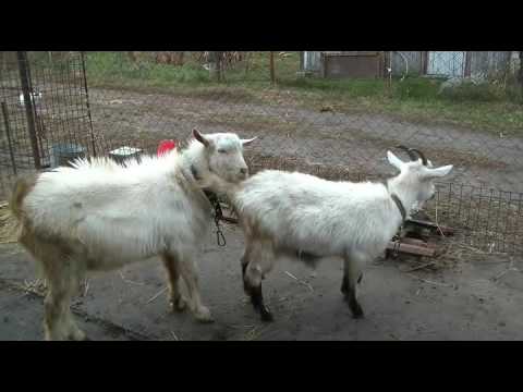 Видео: Признаки охоты у коз.  Как покрыть козу. Signs of hunting goats. How to cover a goat. Mating goats.