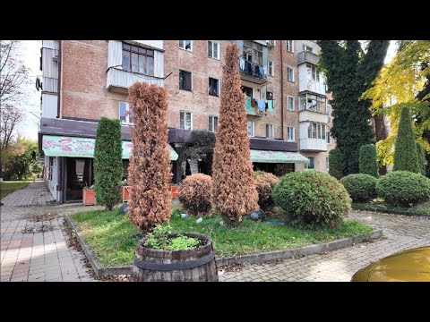 Видео: Не сажайте Туи пока не посмотрите это видео