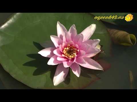 Видео: Где лучше хранить зимой нимфеи?