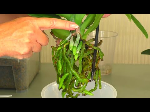 Видео: Пересадить орхидею ПРОСТО и ЛЕГКО!!!  Но, ТОЛЬКО С РАСТУЩИМИ корнями. ЛЕГКО, когда корни РАСКУКЛЕНЫ!