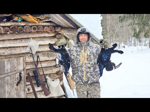Видео: ОХОТА НА ТЕТЕРЕВА С МЕЛКАШКОЙ В МЕТЕЛЬ / ДВЕ ПТИЦЫ С ОДНОГО МЕСТА / ЗАКРЫТИЕ СЕЗОНА ПО БОРОВОЙ ПТИЦЕ