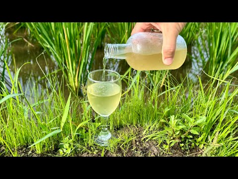 Видео: Как приготовить крепкое рисовое вино