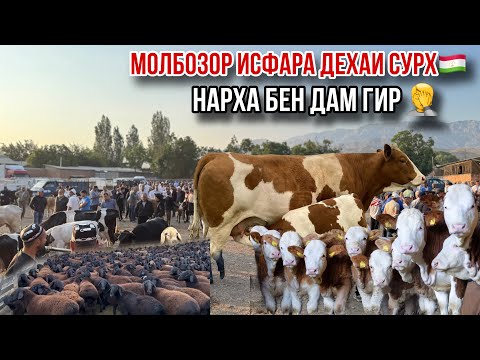 Видео: Молбозори Исфара нархои хандаовар🤣 17 июня 2025 г.