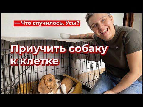 Видео: Что случилось, Усы? Приучить собаку к клетке