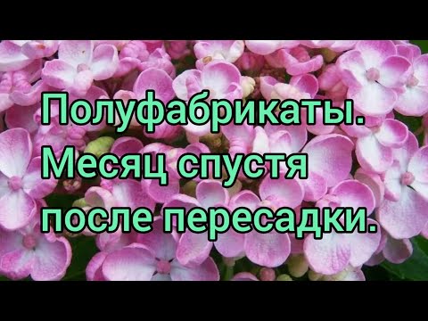 Видео: Полуфабрикаты крупнолистных гортензий.  Месяц спустя, после пересадки.