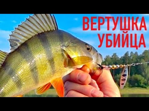 Видео: Ловля окуня на дешевую вертушку! Одна из лучших блесен для ловли окуня