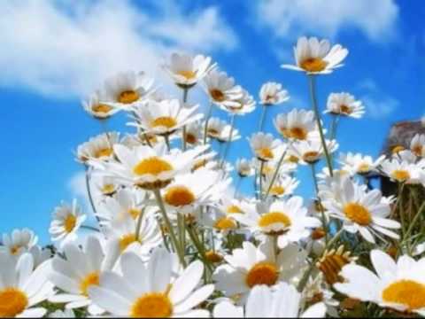 Видео: Дольче вита