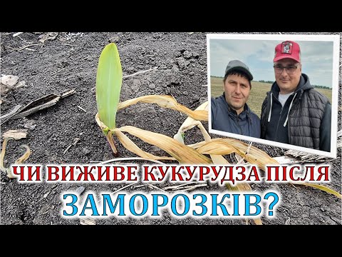 Видео: Чи виживе кукурудза після заморозків?