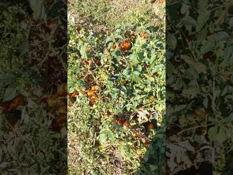 Видео: ВІДЕО #262. ПОМІДОР ДІНО У ВІДКРИТОМУ ГРУНТІ- ПІК.