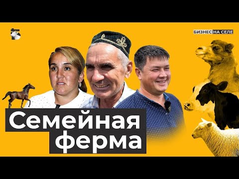 Видео: Бизнес на овцах. Миллионы на мясе и молоке. Как отец и дочь выстроили успешный бизнес в Татарстане