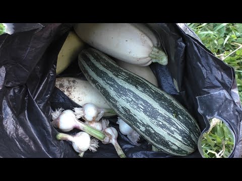 Видео: НА УЧАСТКЕ 2 СЕЗОН # 95 ВИДЕО ОТ АЛЕКСАНДРА ИГРОФФ