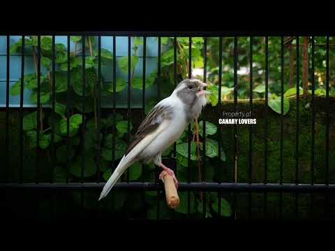 Видео: 16 | CUIT-CUIT❗ ПОЛНЫЙ ЭНЕРГИИ ❗❗Для дрессировки вашей молодой канарейки! #канарейка #мастеринг