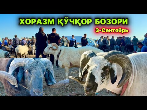 Видео: ХОРАЗМ ҚЎЧҚОР БОЗОРИ НАРХЛАР ШОВОТ 3-сентября 2025 г.