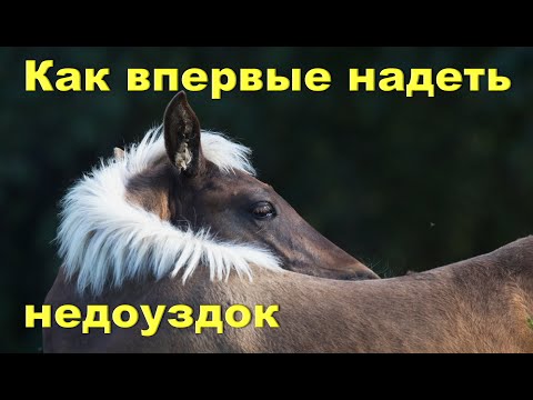 Видео: Аркан-недоуздок. Как удобно и спокойно для жеребёнка надеть недоуздок.