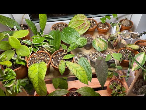 Видео: Моя коллекция Хой 🌿