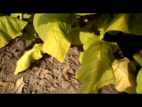 Видео: №17 Табак  Первая ломка табака