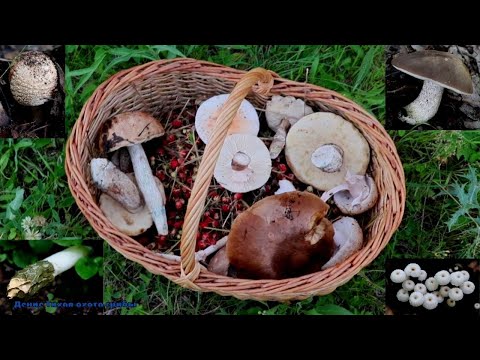 Видео: Обабки, маримухи, опята, моховики и земляника