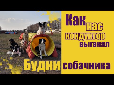 Видео: Vlog ~ Как мы УЧИМ БУМ | Веселые будни собачника