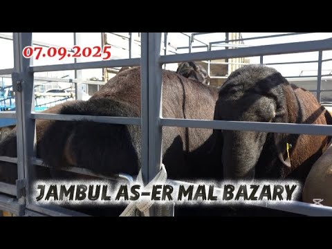 Видео: КОЙ БАЗАР / МАЛ БАЗАР